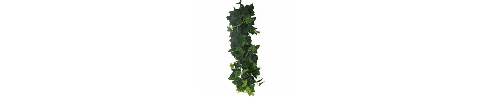 Plantas Colgantes